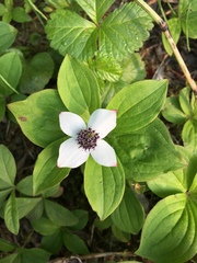 Cornus unalaschkensis