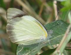 Appias epaphia contracta