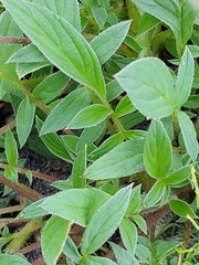 Phacelia leptosepala