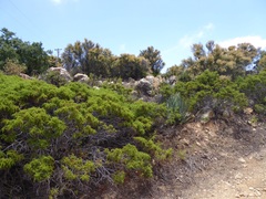 Chamaebatia australis