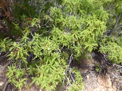 Chamaebatia australis