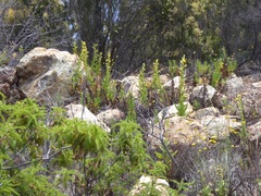 Chamaebatia australis