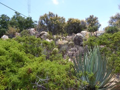 Chamaebatia australis