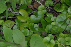 Dichondra brevifolia