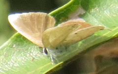 Eicochrysops hippocrates