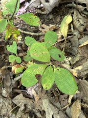 author not stated, no rights reserved Rhododendron alabamense, photograph author not stated, no rights reserved