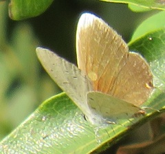 Eicochrysops hippocrates