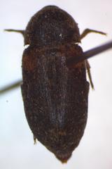Dermestes carnivorus
