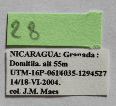 Dermestes carnivorus