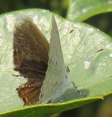 Eicochrysops hippocrates