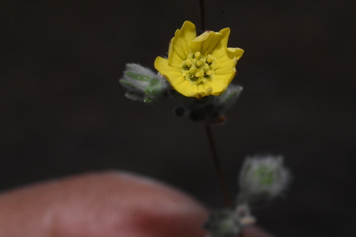 Image of Lagophylla ramosissima by (c) Gabriel Campbell-Martinez, some rights reserved (CC BY)