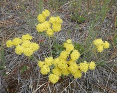 Oligogonum