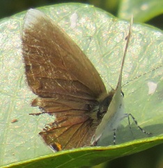 Eicochrysops hippocrates