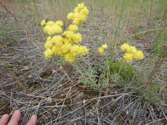 Oligogonum