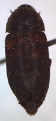 Dermestes carnivorus