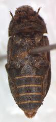 Dermestes carnivorus