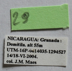 Dermestes carnivorus