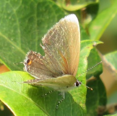 Eicochrysops hippocrates