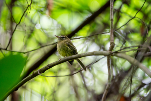 Eye-ringed Tody-Tyrant