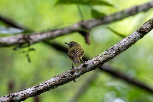 Stripe-necked Tody-Tyrant
