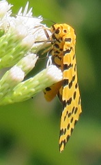 Alytarchia amanda
