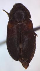 Dermestes carnivorus