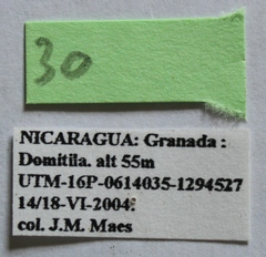 Dermestes carnivorus