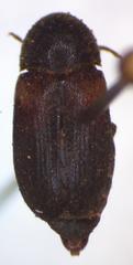Dermestes carnivorus