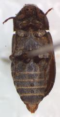 Dermestes carnivorus