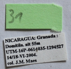 Dermestes carnivorus