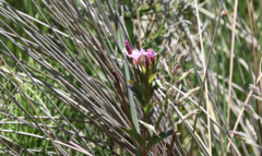 Epilobium ciliatum watsonii
