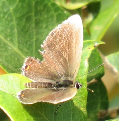 Eicochrysops hippocrates