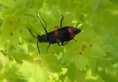 Anthocomus fasciatus