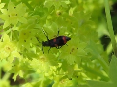 Anthocomus fasciatus