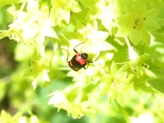 Anthocomus fasciatus