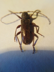 Trichoferus campestris