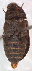 Dermestes carnivorus