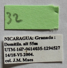 Dermestes carnivorus