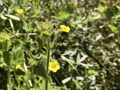 Erythranthe floribunda