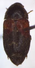 Dermestes carnivorus