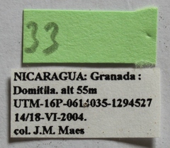 Dermestes carnivorus