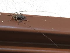 Acanthocinus aedilis