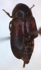 Dermestes carnivorus