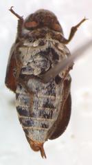 Dermestes carnivorus