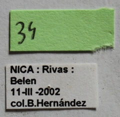 Dermestes carnivorus