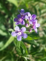Hackelia velutina