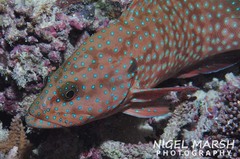 Cephalopholis cyanostigma