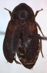 Dermestes carnivorus