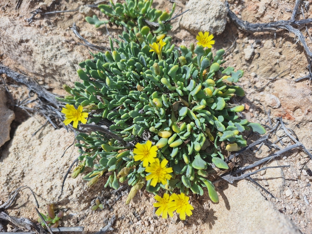 Launaea benadirensis