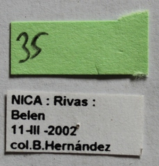 Dermestes carnivorus